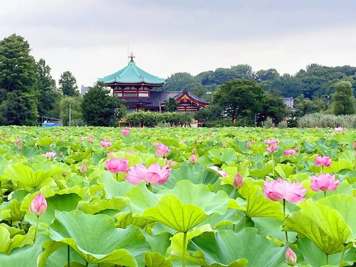Guest House Siesta 東京都 民宿